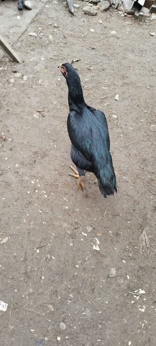 Сотилади  соглом