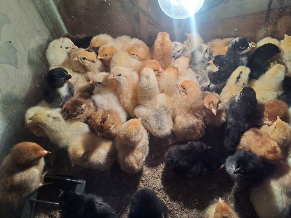 Продам домашних цыплят-несушек