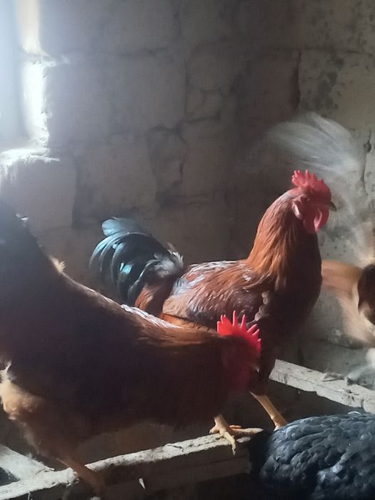 Қораздар сатылады