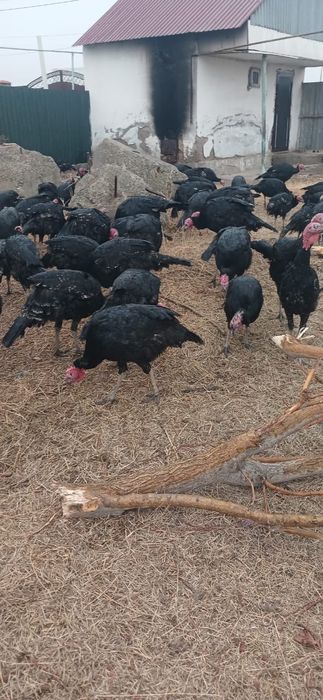 Индейки и Индюки