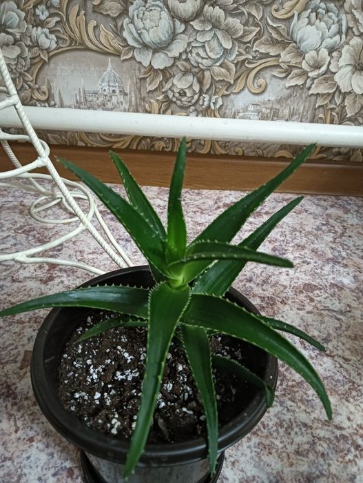 Продам цветы комнатные