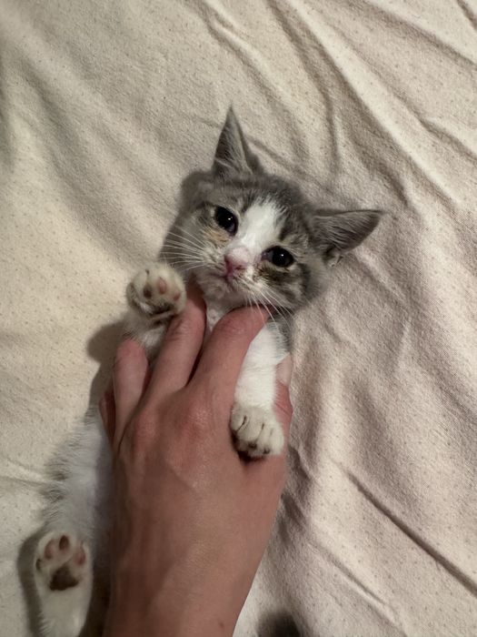 Pisici spre adoptie