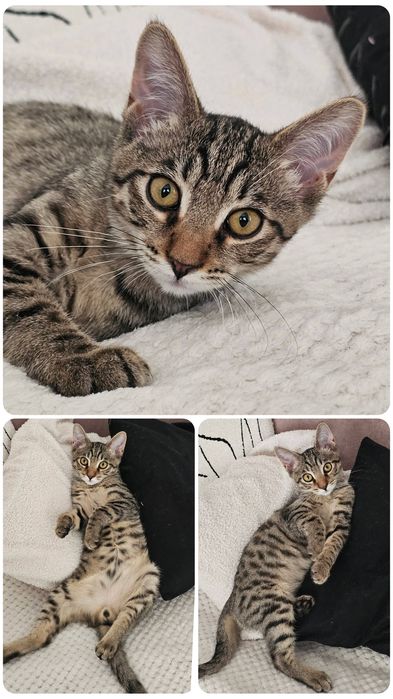 Отдам котенка в добрые руки