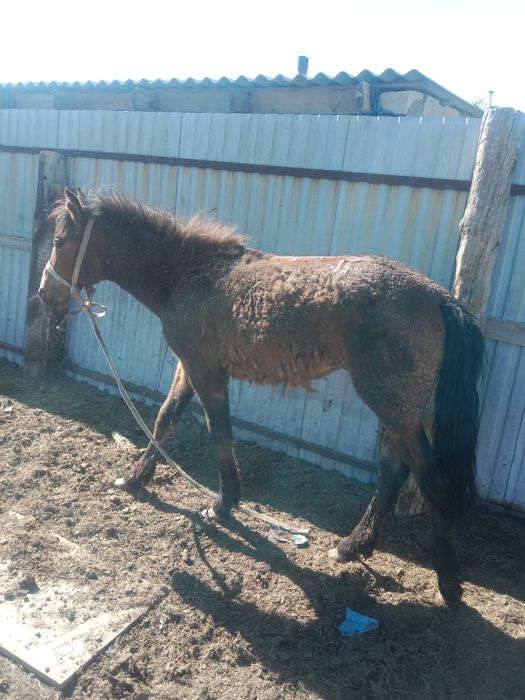 Продам тайчиков годовалых