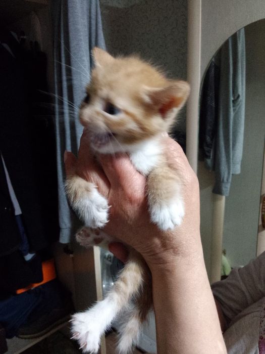 Отдам даром котят