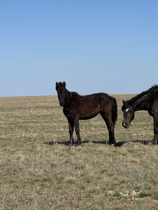 Продам кобыл(байтал)2-х годовалые