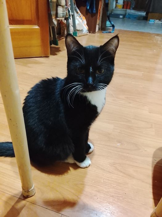 отдам даром в хорошие руки