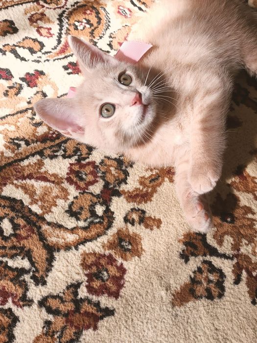 Продам британского котенка.