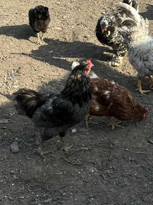 Продам петухов  породистые