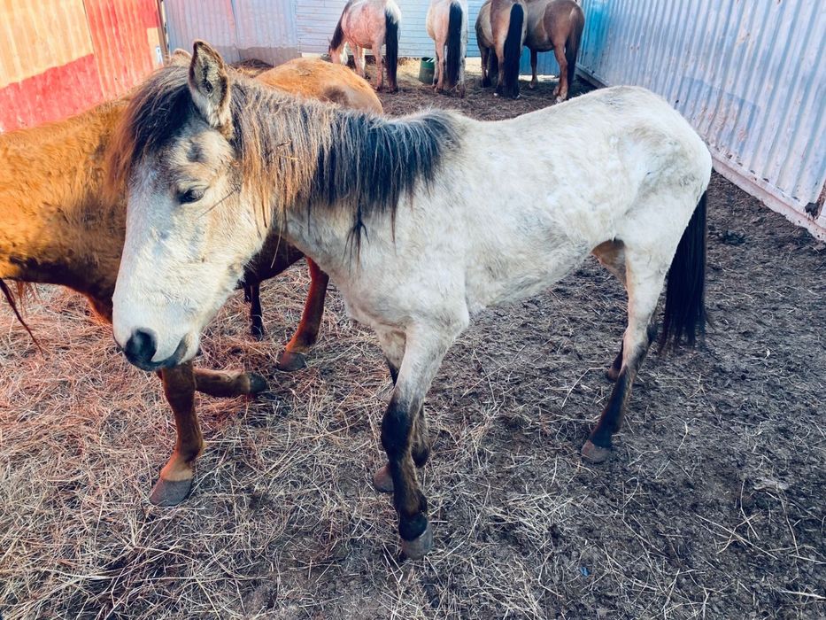 Бие сатылады хабарласамыз