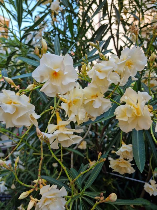 Олеандър Зокум Лян / Nerium oleander,