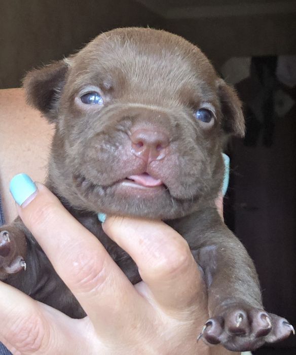 Продам щенков американский булли