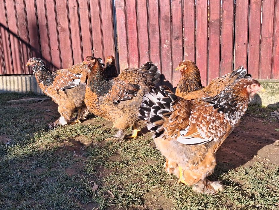 Oua brahma.diferite culori