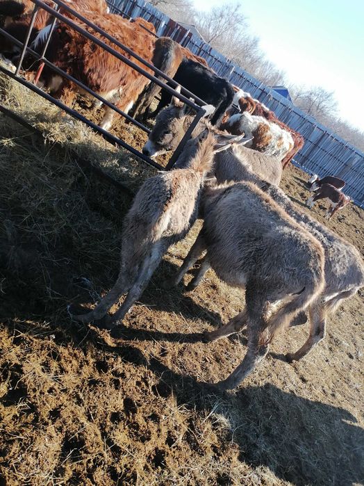Есек сатылады екеу