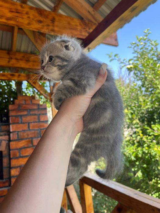 Продаеться котята