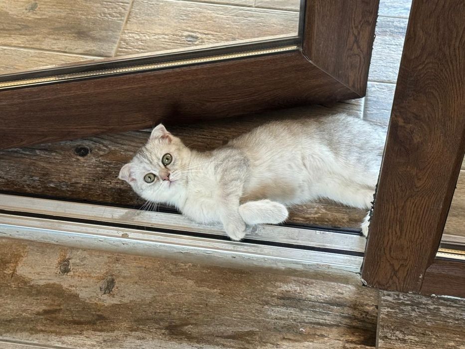 Котёнок британец