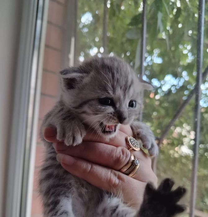 Продам котят шотландских