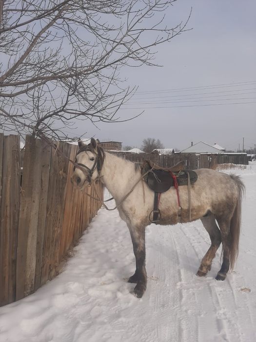 Айғыр сатылады мінгі жуас