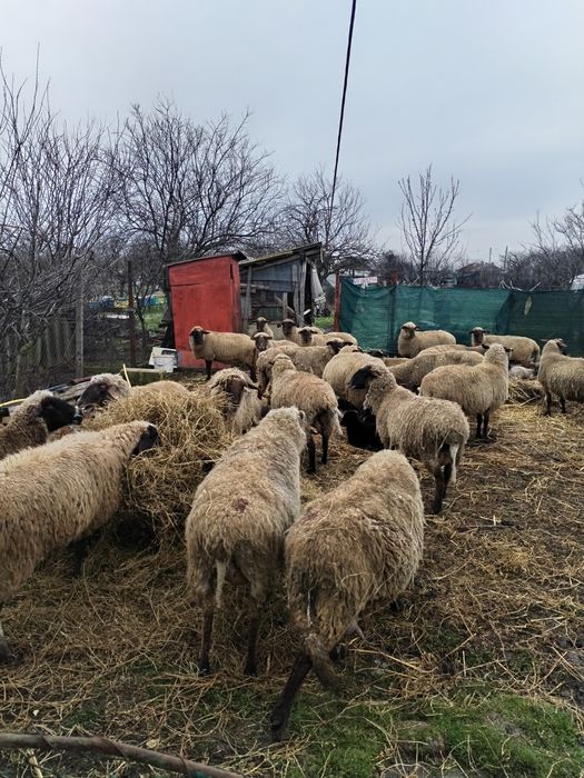 Oi carabasa romaneasca/Miei, oi carabase