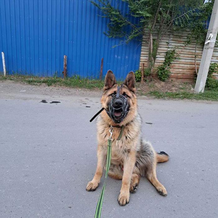 Вязка Немецкой Овчарки