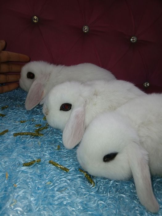 Quyonchalar. Dekaratif quyonlar