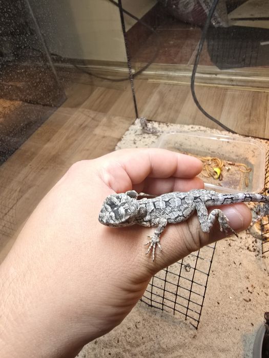 Chlamydosaurus kingii/ frilled dragon