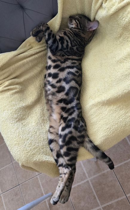 Бенгальская кошка