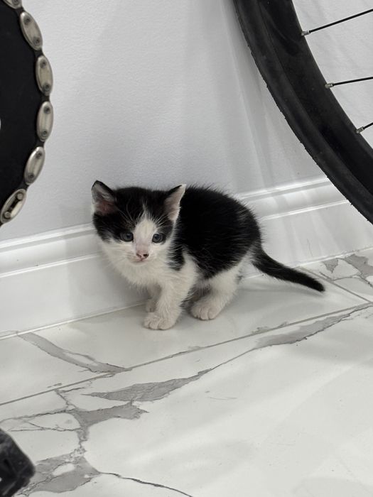 Котята котики марғаулар мысық