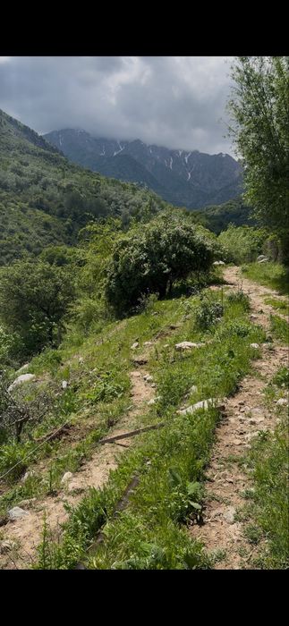 Oyla va ulfatlar uchun mexmouyi