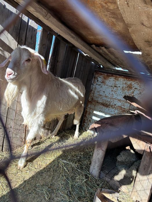 Козел теке еркек