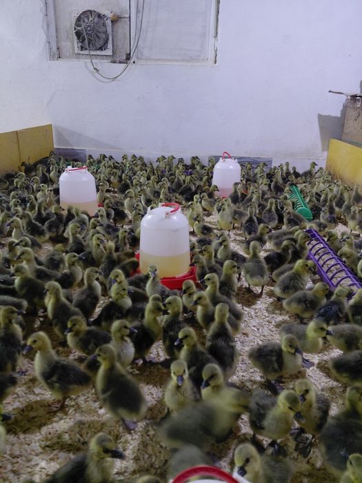 Все птица в наличии Башкирия