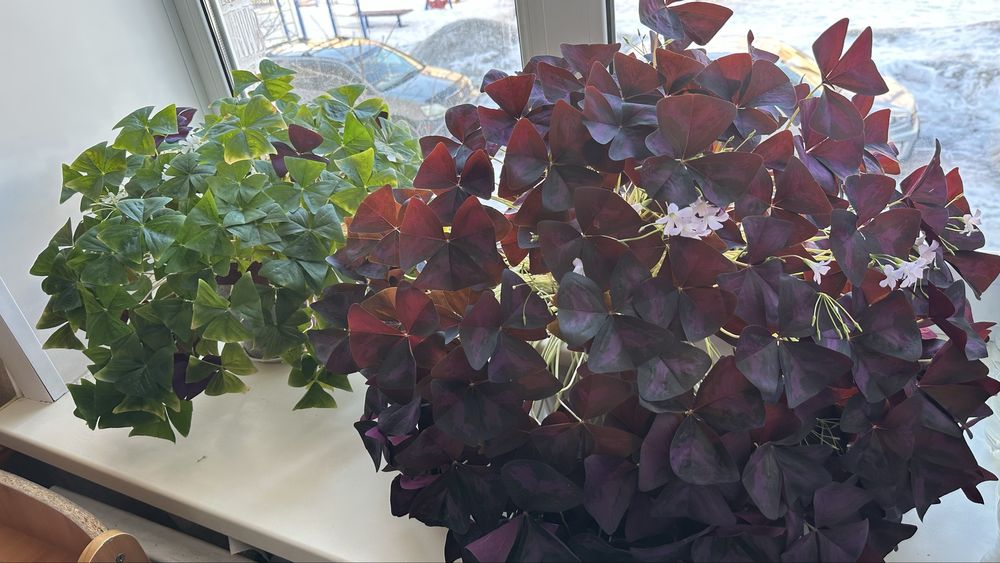 Оксалис (кислица,бабочка)