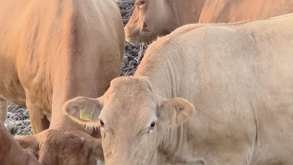 Juninci gestante, rasa Limousine, lot de 100 bucati