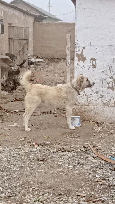 Алабай ит сатылады