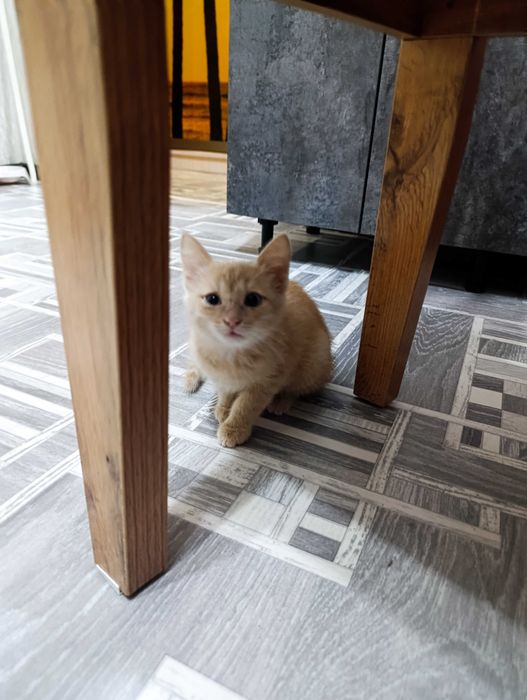 Отдам котенка мальчик