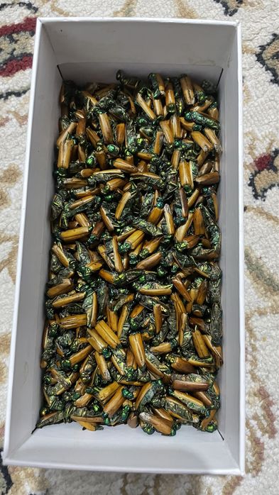 Алтын Коныз Майский Жук