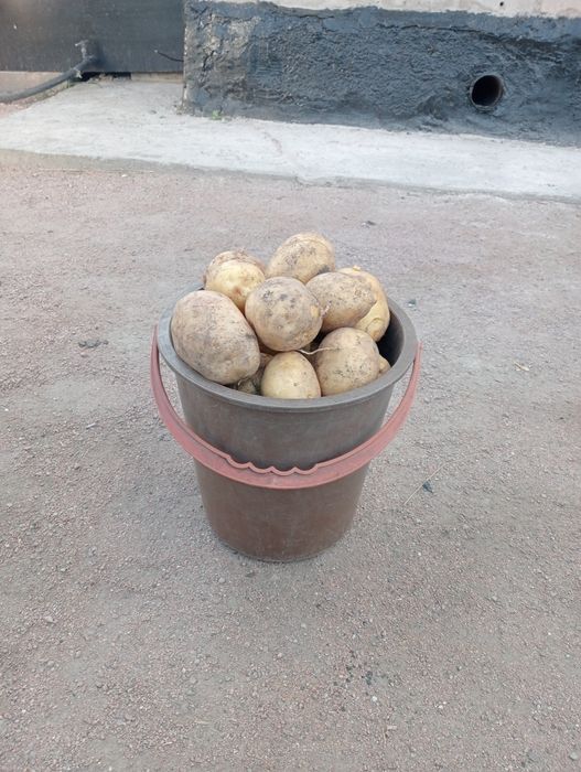 Продам картошку этого года