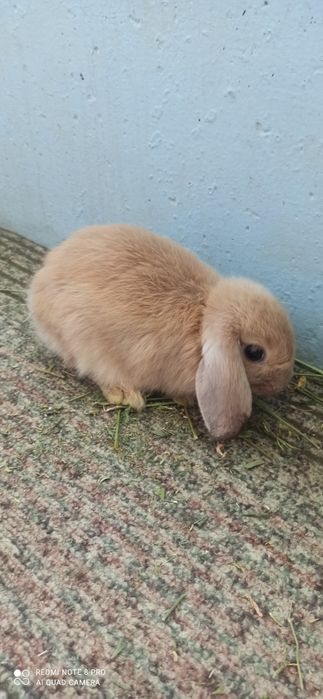 Продам кроликов с клеткой