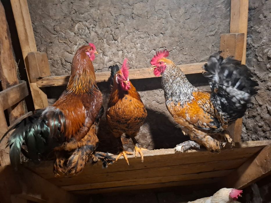 Продам петухов молодых