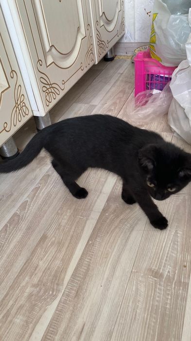 Котенок девочка 3 месяца бесплатно