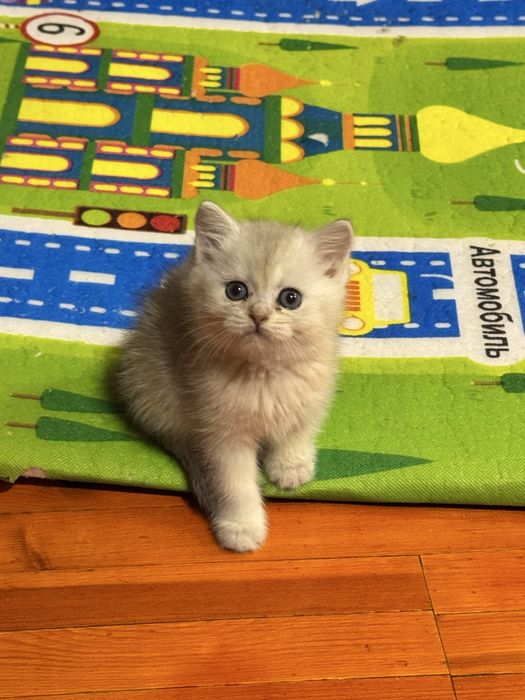 Продается котенок шиншилла серебро