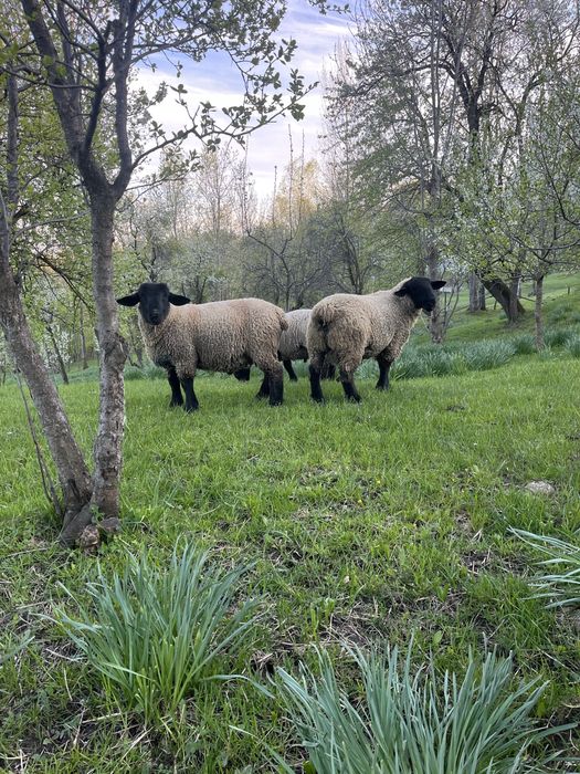 Berbeci suffolk