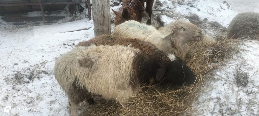 П р о д а м       О в ц ы