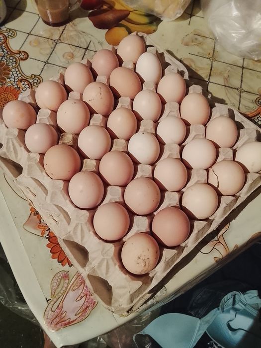 Яйца домашние свежие