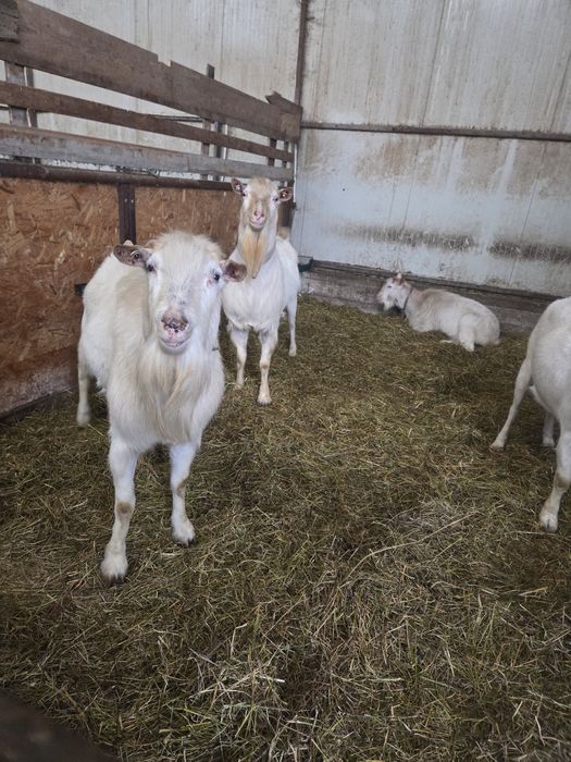 Țapi Saanen de vanzare