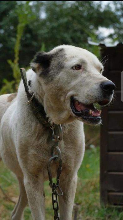 Ждём старых или более ответственных новых хозяев