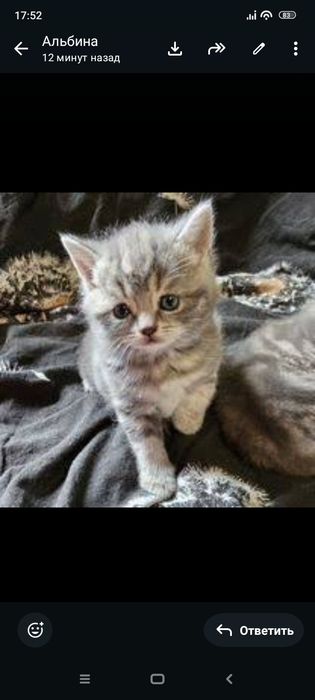 Шотлански котята1,5. Приучены.
