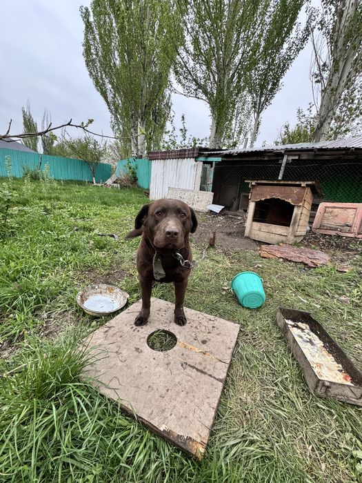 Лабрадор продается