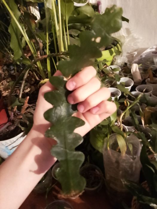 Цветочки Эпифиулум