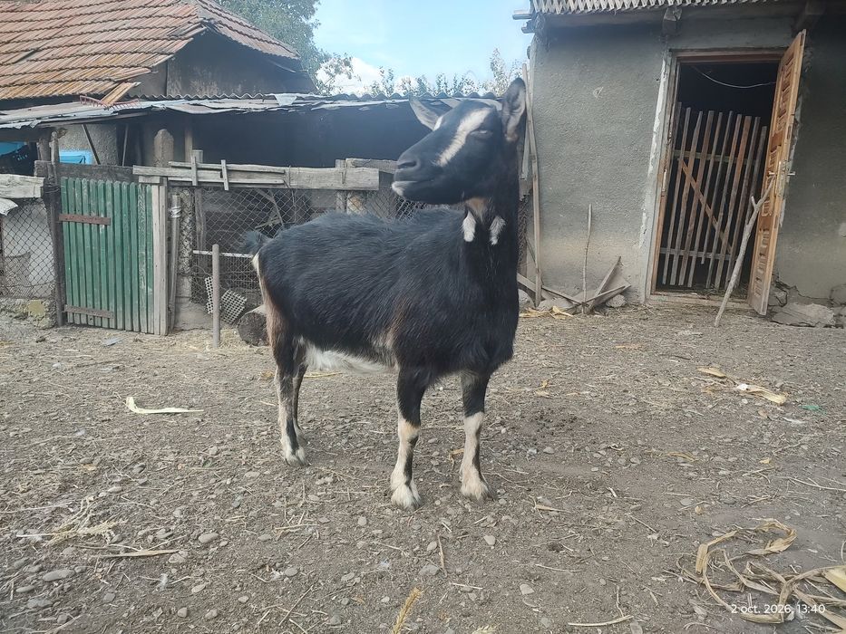 Vind capră de rasă !